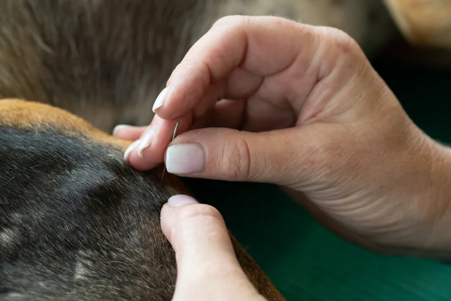 TCVM Akupunktur beim Hund - traditionelle chinesische Veterinärmedizin mit feinen Nadeln