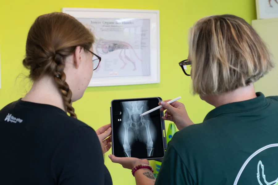 Stefanie Gottschalk bei der Behandlung eines Hundes - professionelle Hundephysiotherapie