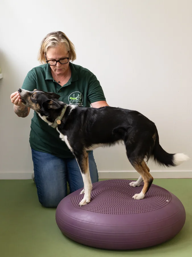 Physiotherapie beim Hund - professionelle Behandlung und Gerätetraining für optimale Rehabilitation