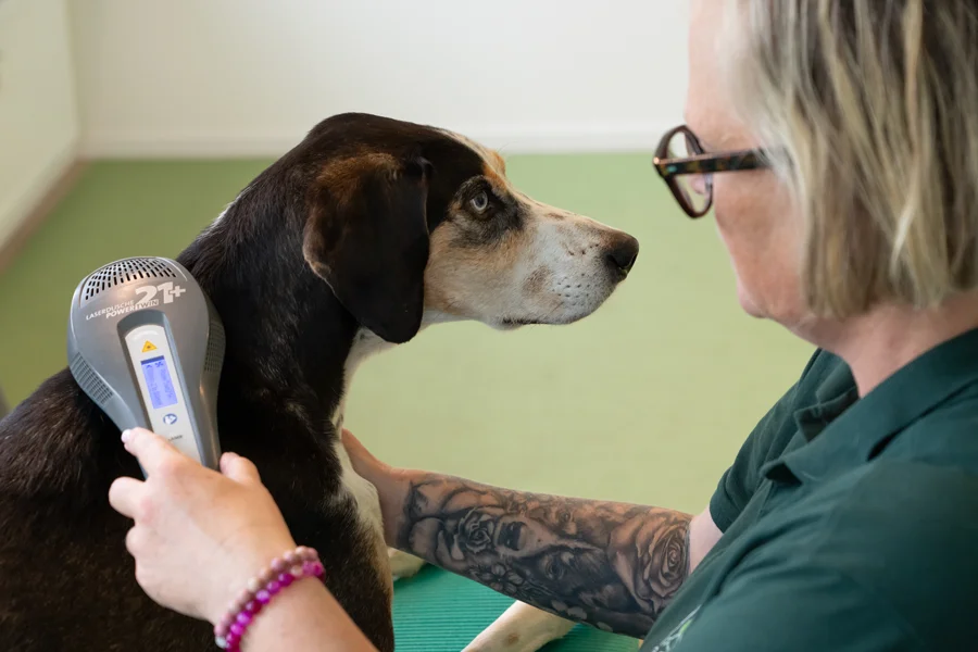 Lasertherapie beim Hund - moderne schmerzfreie Behandlung zur Förderung der Heilung