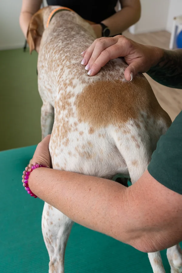 Manuelle Therapie beim Sporthund - Gezielte Behandlung für optimale Leistungsfähigkeit