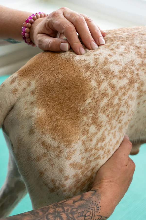 Osteopathische Behandlung eines Hundes - ganzheitliche manuelle Therapie für alle Altersgruppen in der Hundephysiotherapie
