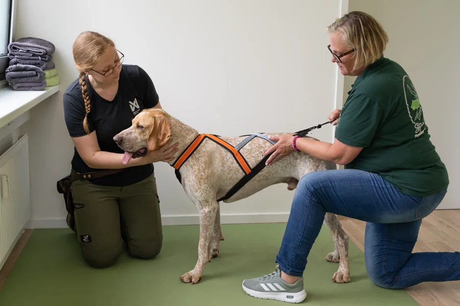 Sporthundetherapie - Professionelle Behandlung und Unterstützung für Sporthunde