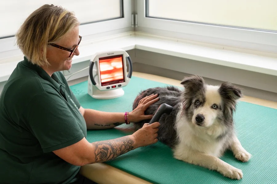 Physiotherapie und Wärmebehandlung beim Hund - gezielte Behandlung für bessere Beweglichkeit