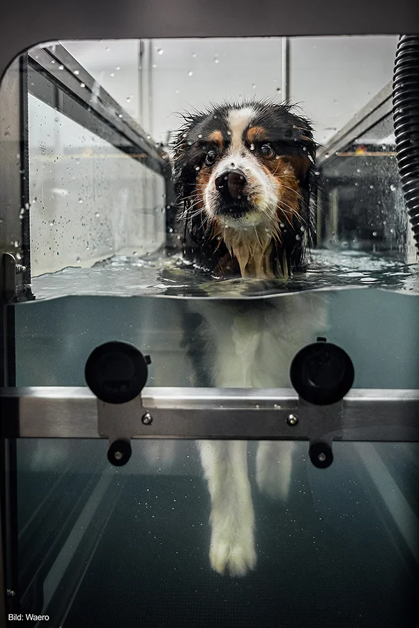 Professionelles Unterwasserlaufband für Hunde - moderne Hydrotherapie-Ausrüstung für optimale Behandlungsergebnisse